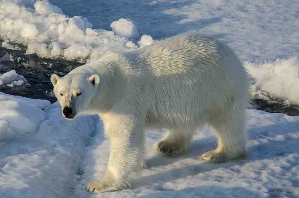 Oso Polar - islas Svalbard - Noruega 19.jpg